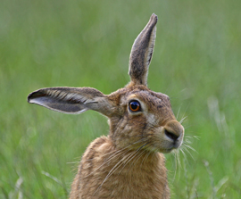 2012-03-08-HSI_Hare_brown_ears_270x224_AndyFisher.jpg