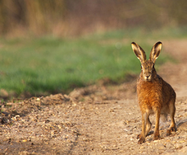 2012-03-08-HSI_hare_brown_stoodpath_270x224_AndyFisher.jpg
