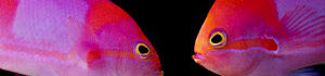 2012-03-14-SquareBlockAnthias.jpg