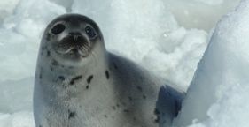 2012-04-04-HSI_sealpup0308_1_KathyMilani.jpg