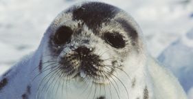 2012-04-04-HSI_sealpup0308_2_KathyMilani.jpg