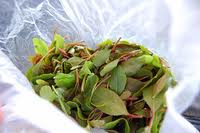 2012-04-07-khat.jpg