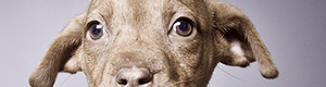 2012-04-10-squaredog.jpg
