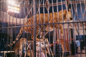 2012-04-20-Circustigerimagesmall.jpg