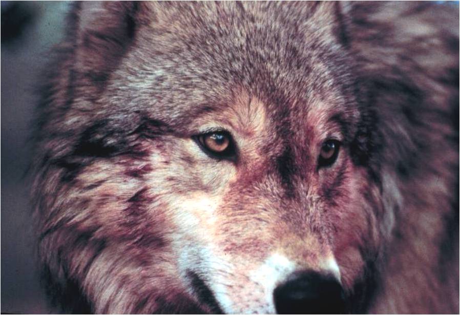 2012-04-24-Wolfhead.jpg