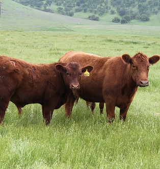 2012-05-16-cattle2.jpg