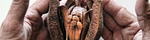 2012-05-25-seedpod.jpg