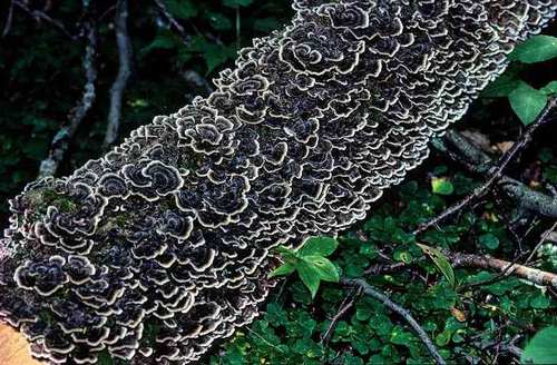 turkey tail mushrooms mushroom cancer versicolor growing healing growth stamets log paul fight tails help trametes treatment forest fungi immune