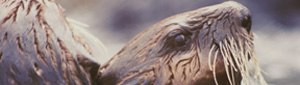 2012-06-14-beaverpull.jpg