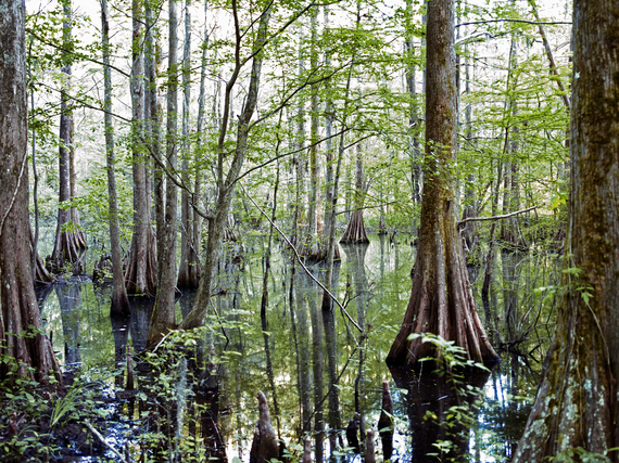 2012-07-04-SWAMP.jpg