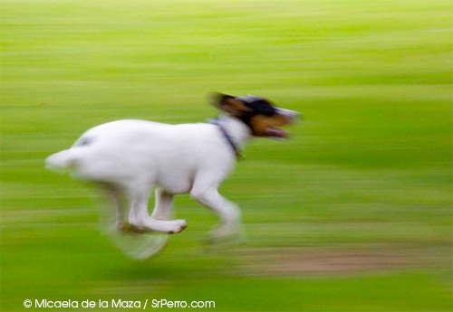 2012-07-08-corrercorrer.jpg
