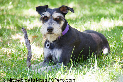 2012-07-08-perrosuelto.huffpost.jpg