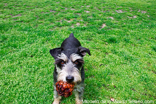 2012-07-15-vacacionesconperro.jpg