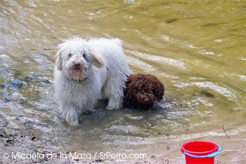 2012-07-15-vacacionesyperros2.jpg