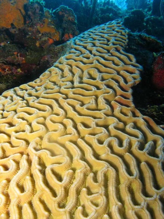 2012-08-14-CoralCuba2.jpg