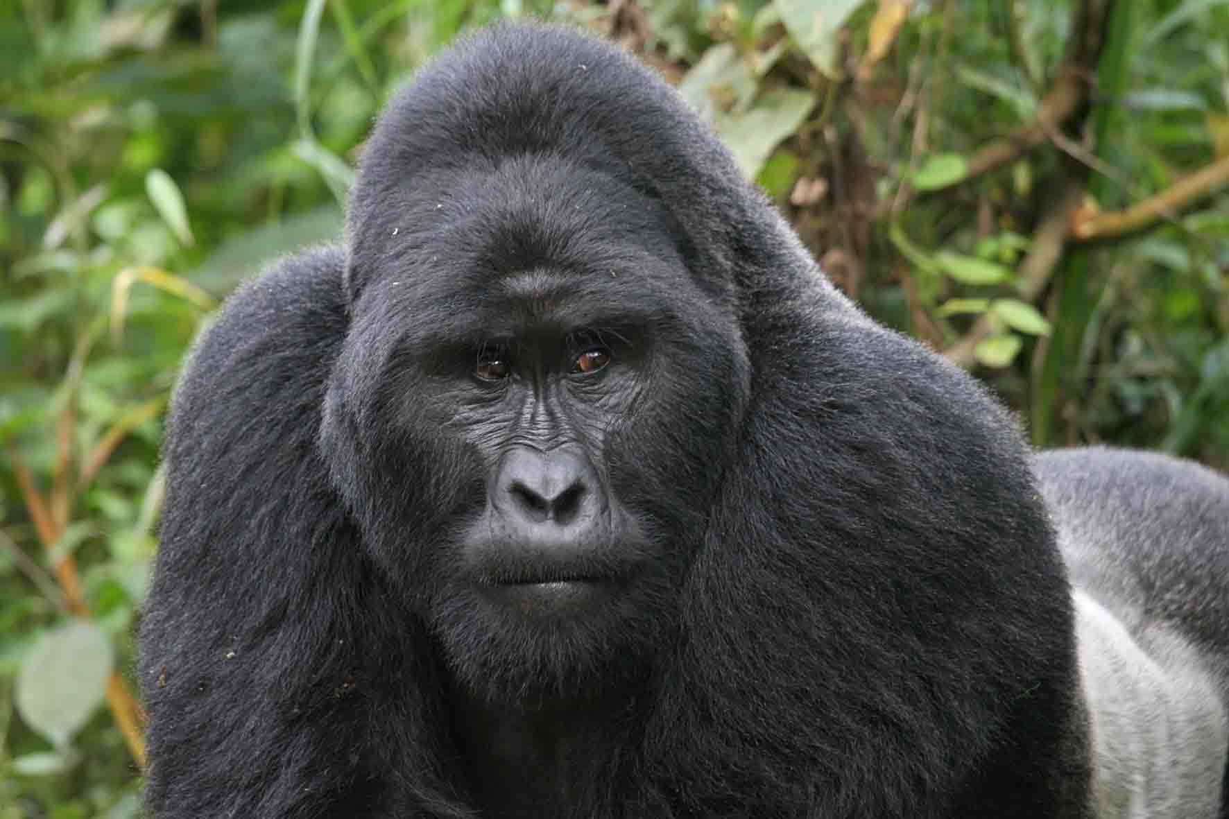 2012-08-18-GorillaSilverback6.jpg