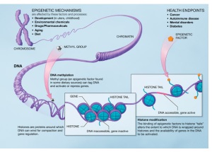 2012-09-13-Epigenetic_mechanisms2.jpg