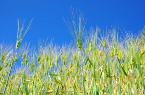 2012-09-14-wheat.jpg