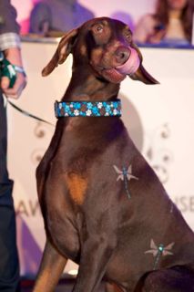 2012-10-22-PawsfortheCause2012RyanEmberley10.jpg