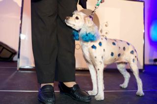 2012-10-22-PawsfortheCause2012RyanEmberley125.jpg