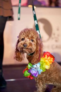 2012-10-22-PawsfortheCause2012RyanEmberley7.jpg