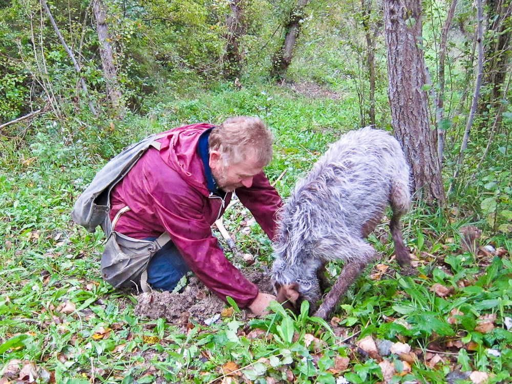 2012-11-03-Hunteranddogdig.jpg