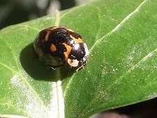 2012-11-13-ladybug.jpg