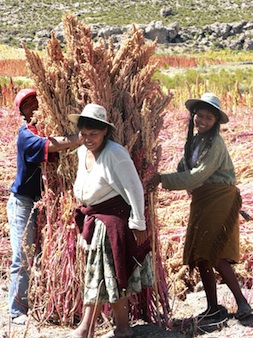 2012-11-30-quinoa.jpg
