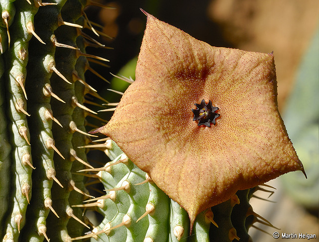 Hoodia Research