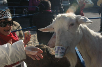 2012-12-24-Goatwithcup.jpg