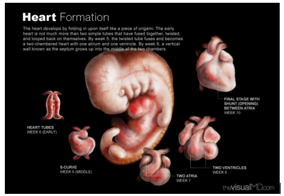 The Beautiful and Efficient Anatomy of Pregnancy | Awaken