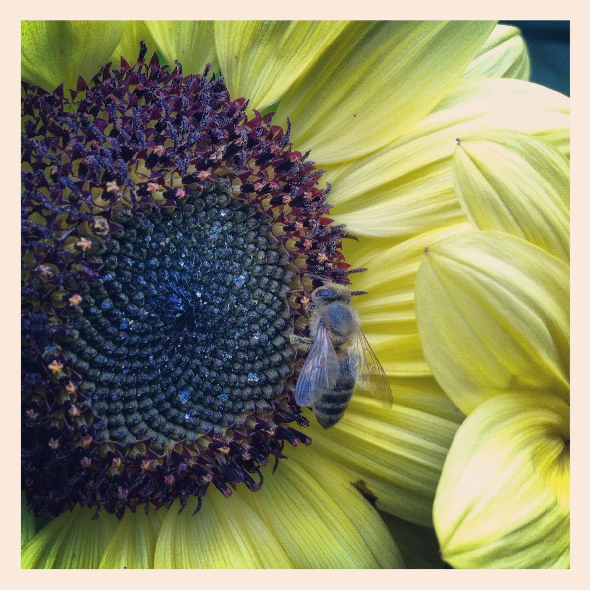 2013-01-18-honeybeeonsunflower.jpg