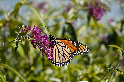 2013-02-11-butterfly.jpg