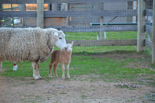 2013-02-14-sheep.jpg