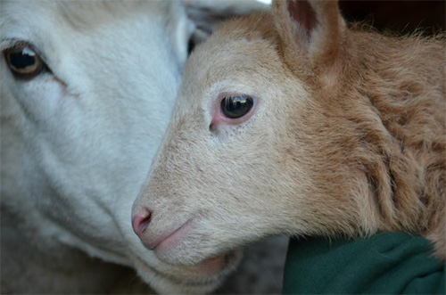 2013-02-14-sheep2.jpg