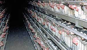 2013-03-11-battery_cages.jpg
