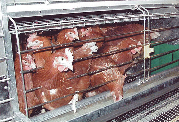 2013-03-11-cagehens.jpg