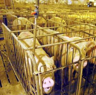 2013-03-11-pigscaged.jpg
