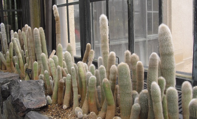2013-03-12-LongwoodGardenCactusBed.jpg