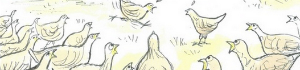 2013-03-20-nrachickensnra