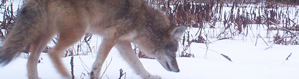 2013-03-26-rafferty_wildlife.jpg