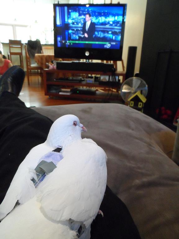 2013-04-09-pigeonwatcheskimmel.jpg