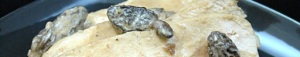 2013-04-11-supremesvolaillemorilles2.jpg