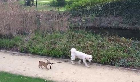 2013-05-02-puppywalksdog.jpg