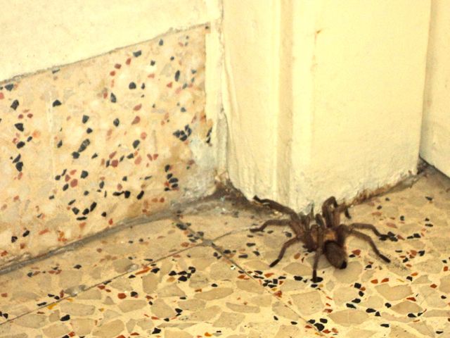 2013-06-11-spiderwars3.jpg