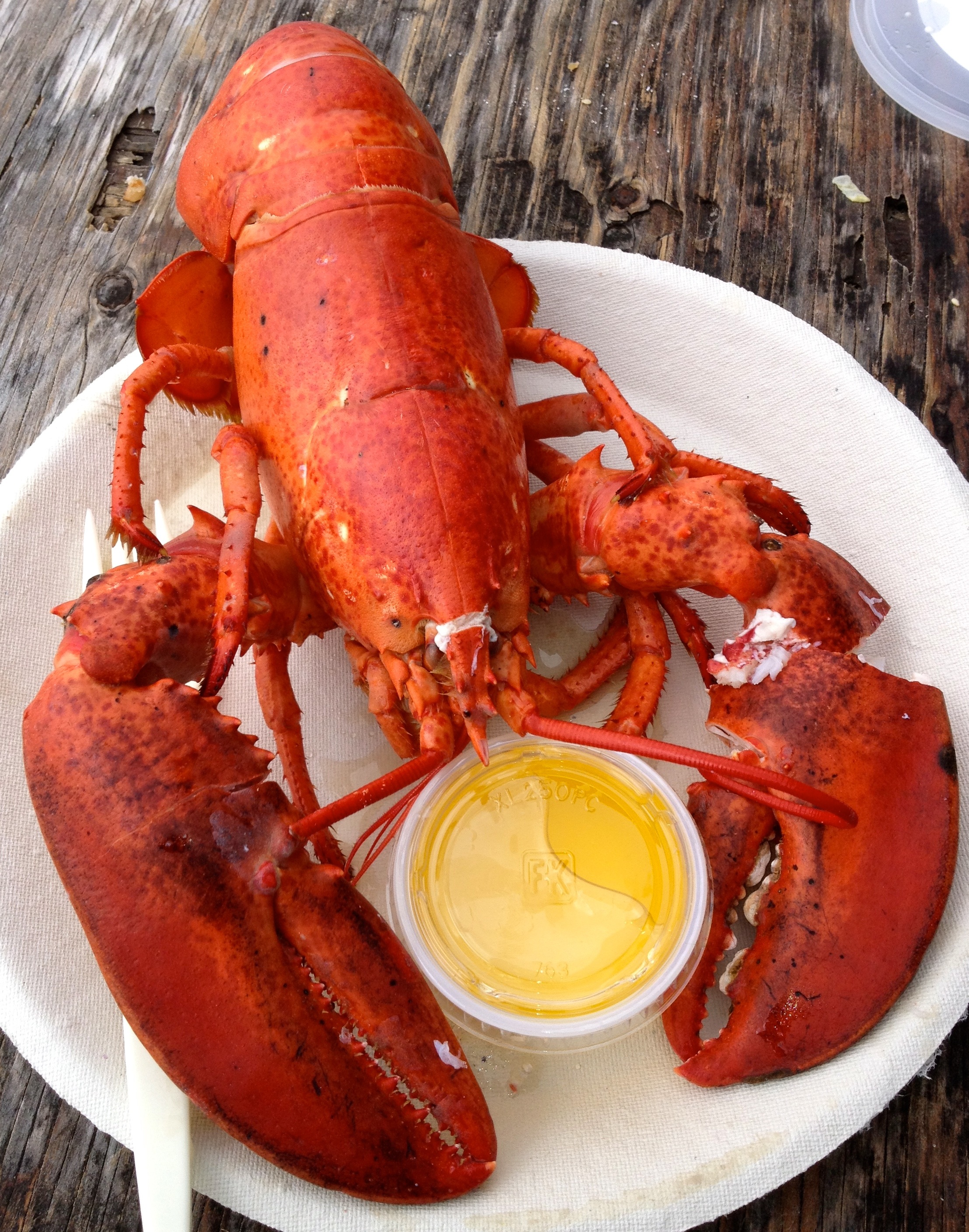 What eats lobsters? - proquestyamaha.web.fc2.com