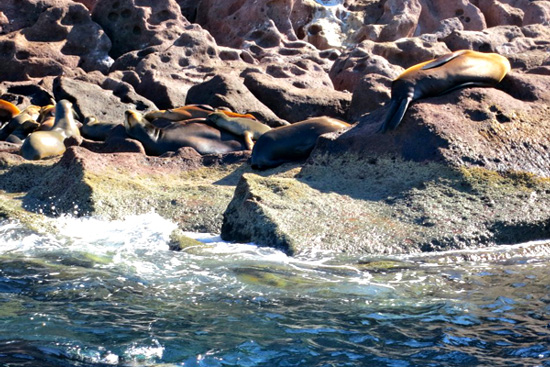 2013-08-05-sealions.jpg