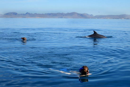 2013-08-05-whalesharkmain.jpg