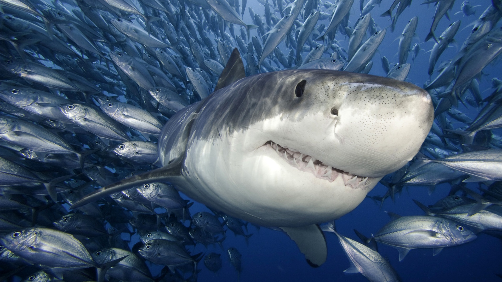 Shark Week Is a Disgrace | HuffPost