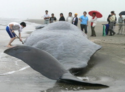 2013-08-09-whale.jpg
